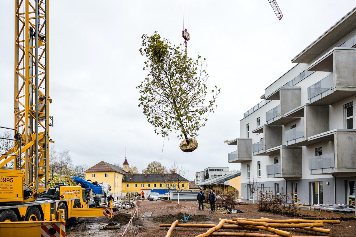 Baustelle Graumann-Viertel: die Platanen werden gesetzt