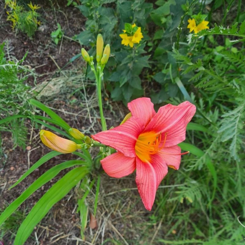 Blume im Graumann-Viertel